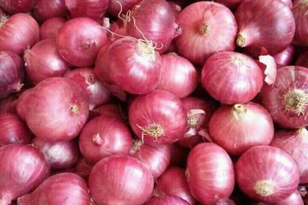 Почему не работает solaris onion