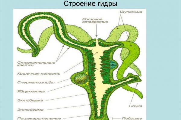Как зарегистрироваться на гидре через тор браузер